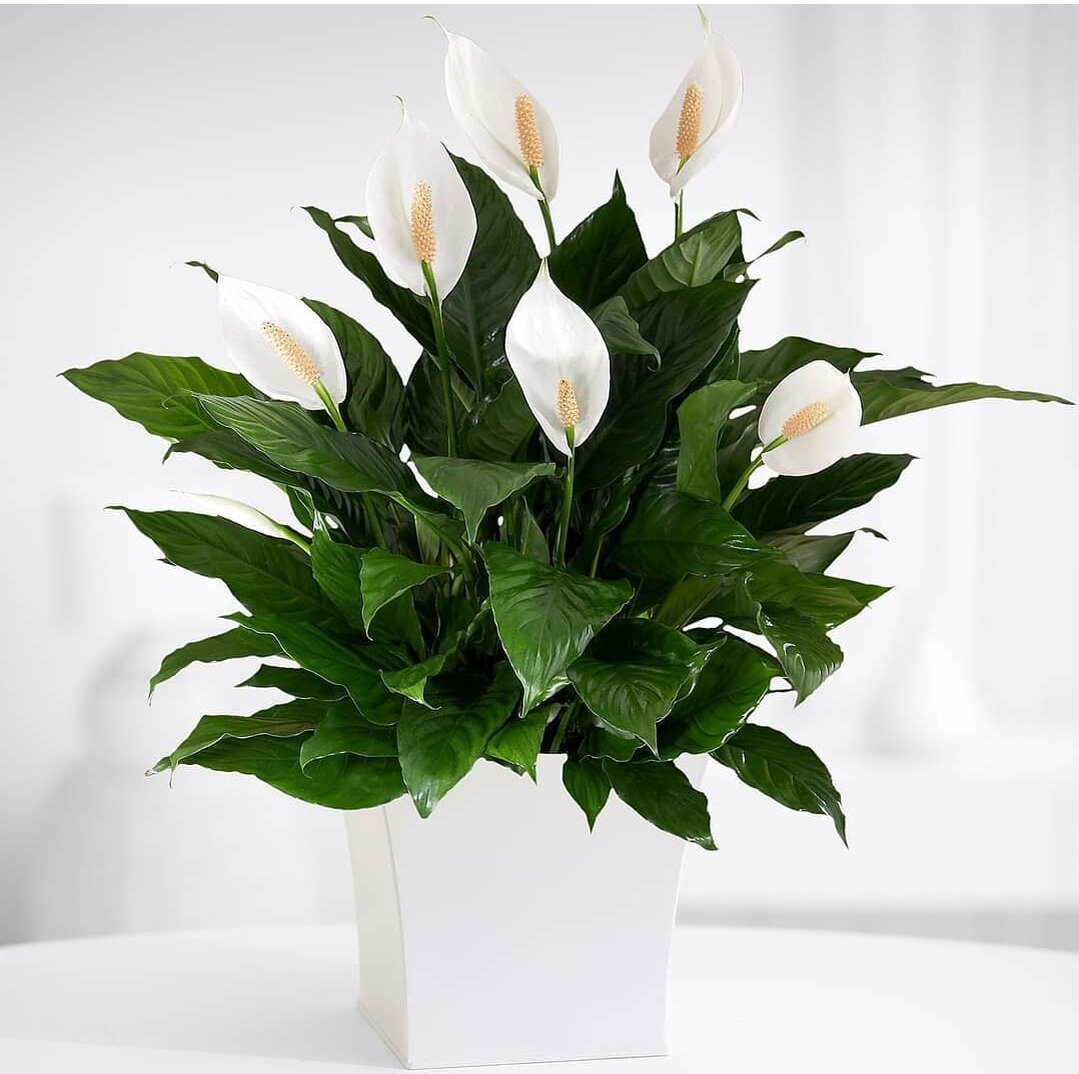 Вообще стремиться надо к такому