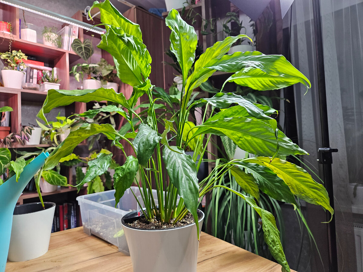 Так выглядит спатифиллум после