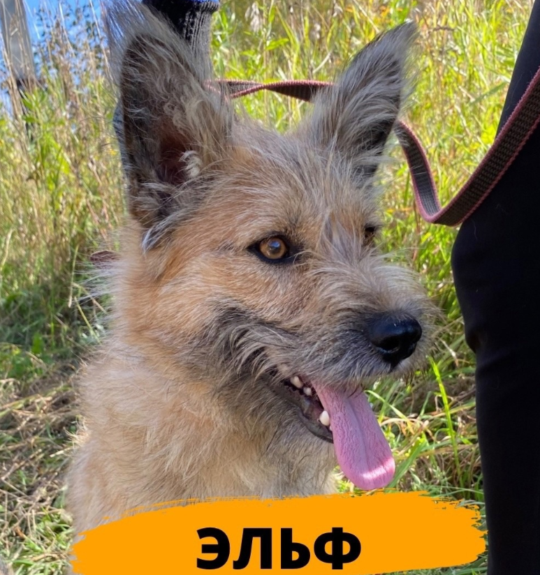 Собачий характер. Доберман собака характеристика. Рассказ о породе собак доберман. Хаски порода описание характер. Собачий характер.