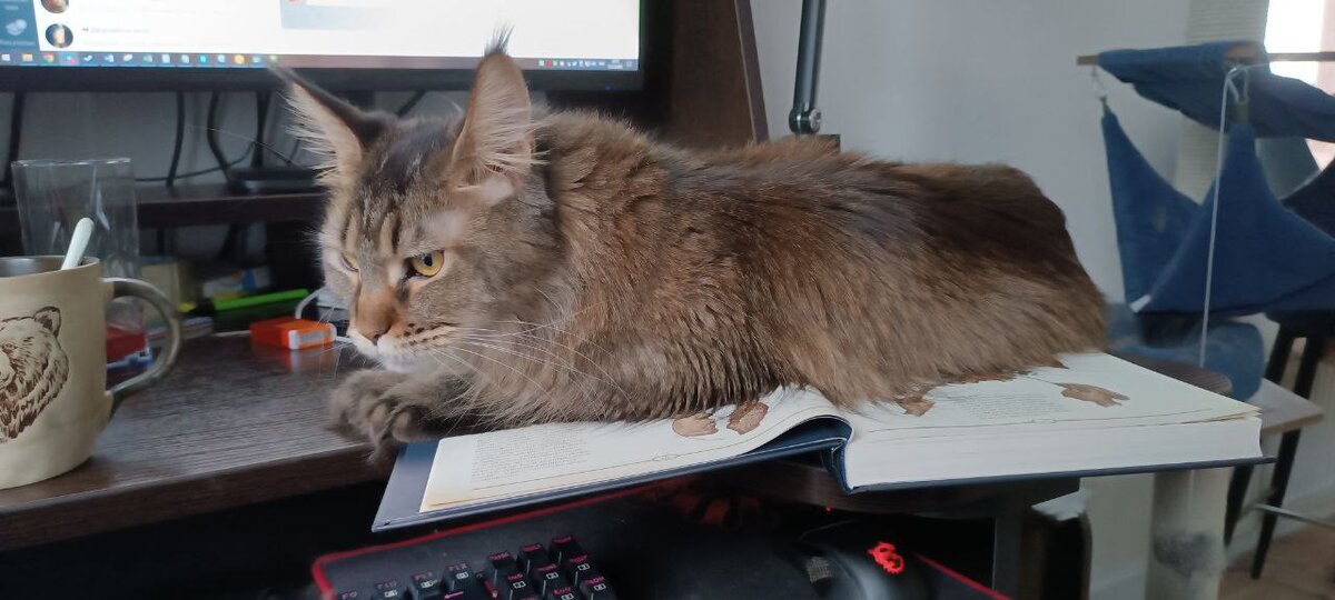 Великая вредина на новогоднем подарке