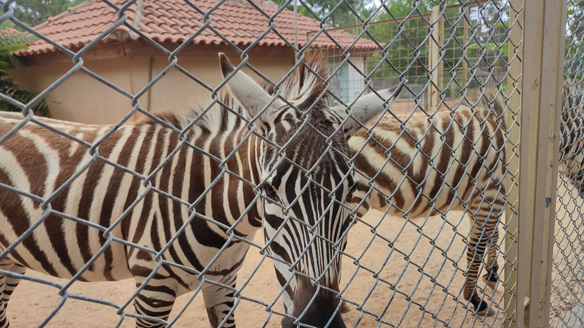 Зоопарк в Анталии (Antalya Zoo). Зебра.