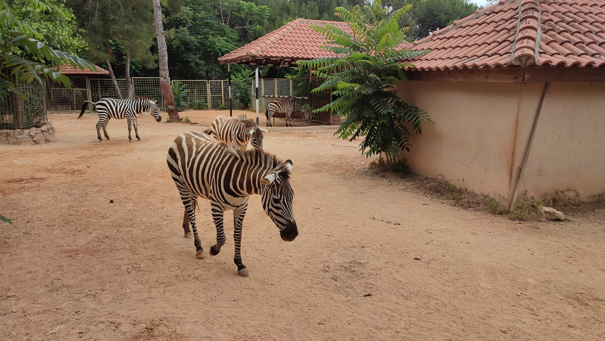Зоопарк в Анталии (Antalya Zoo). Снова зебры.