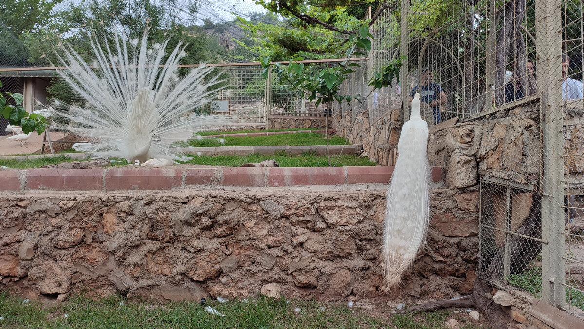 Зоопарк в Анталии (Antalya Zoo). Павлин-альбинос.