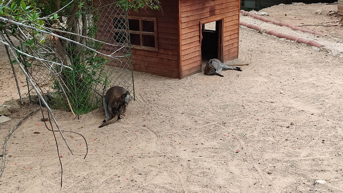 Зоопарк в Анталии (Antalya Zoo). Кенгуру.