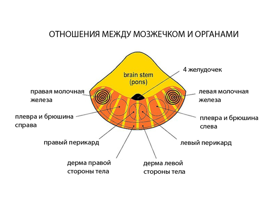 Хаммер психосоматика. Доктор Хаммер таблица. Новая Германская медицина психосоматика. Энтодерма психосоматика. ГНМ Германская новая медицина.