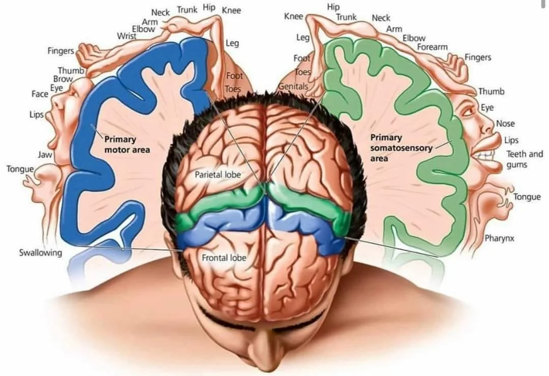 Моторный гомункулус Пенфилда. Сенсорная карта мозга Пенфилда. Проекции на коре головного мозга. 5 зон мозга
