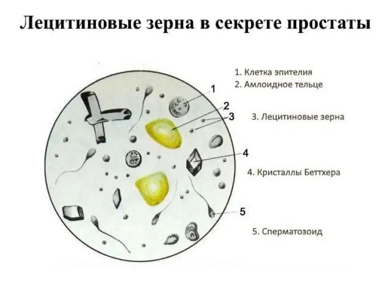 Рисунок из открытых источников Яндекса.