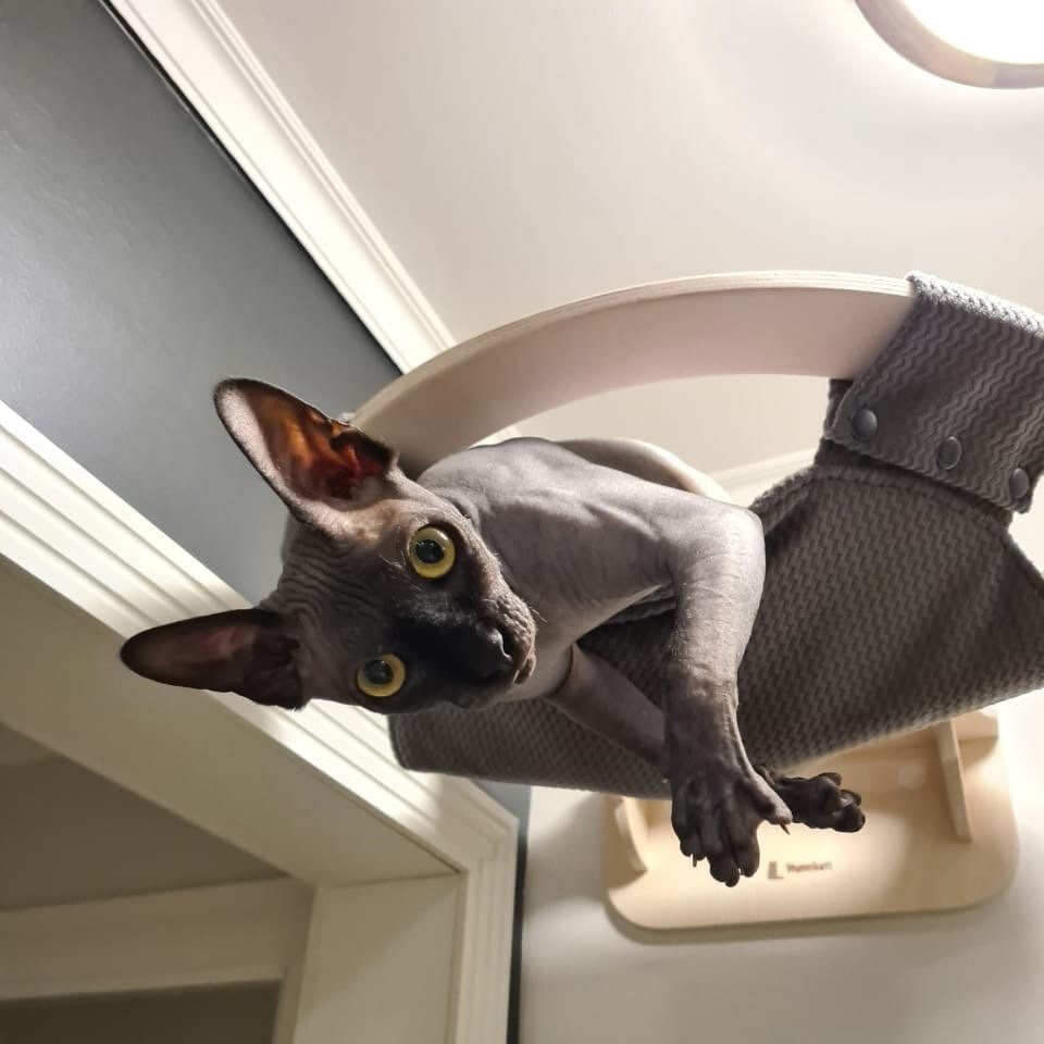 Породистый кот в добрые руки