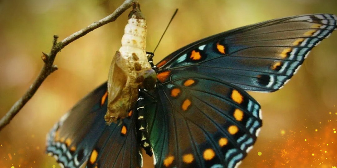 Притча о бабочке