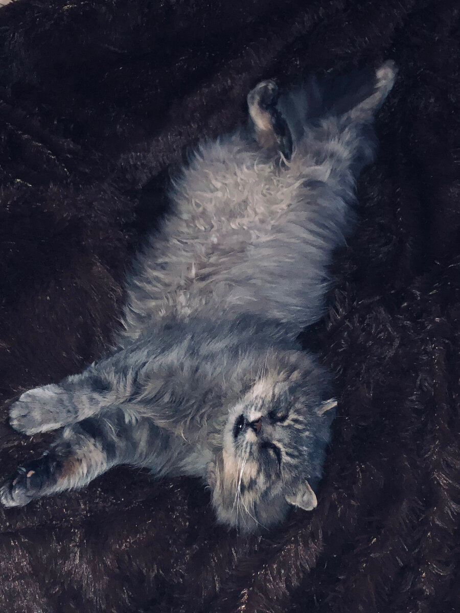 Как хорошо спать на хозяйской кроватке! Везде фото автора.