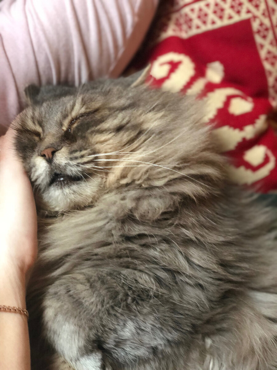 А у хозяйки под подмышкой еще лучше!