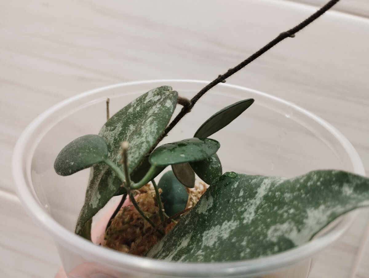 3 из цветка образуется. Завязь и семяпочка строение. 3 из цветка образуется. 3 из цветка образуется. Процесс фотосинтеза у растений.