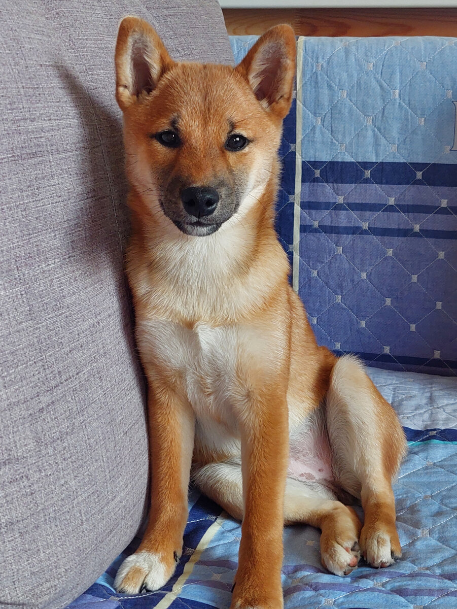 Послушный щенок сиба-ину