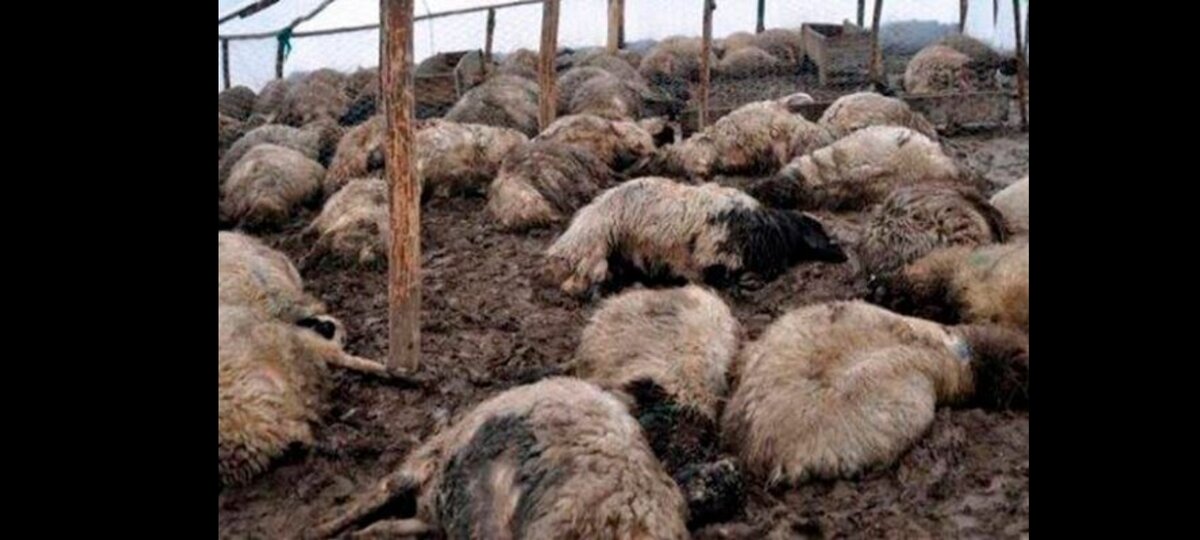 Оспа у овец баранов