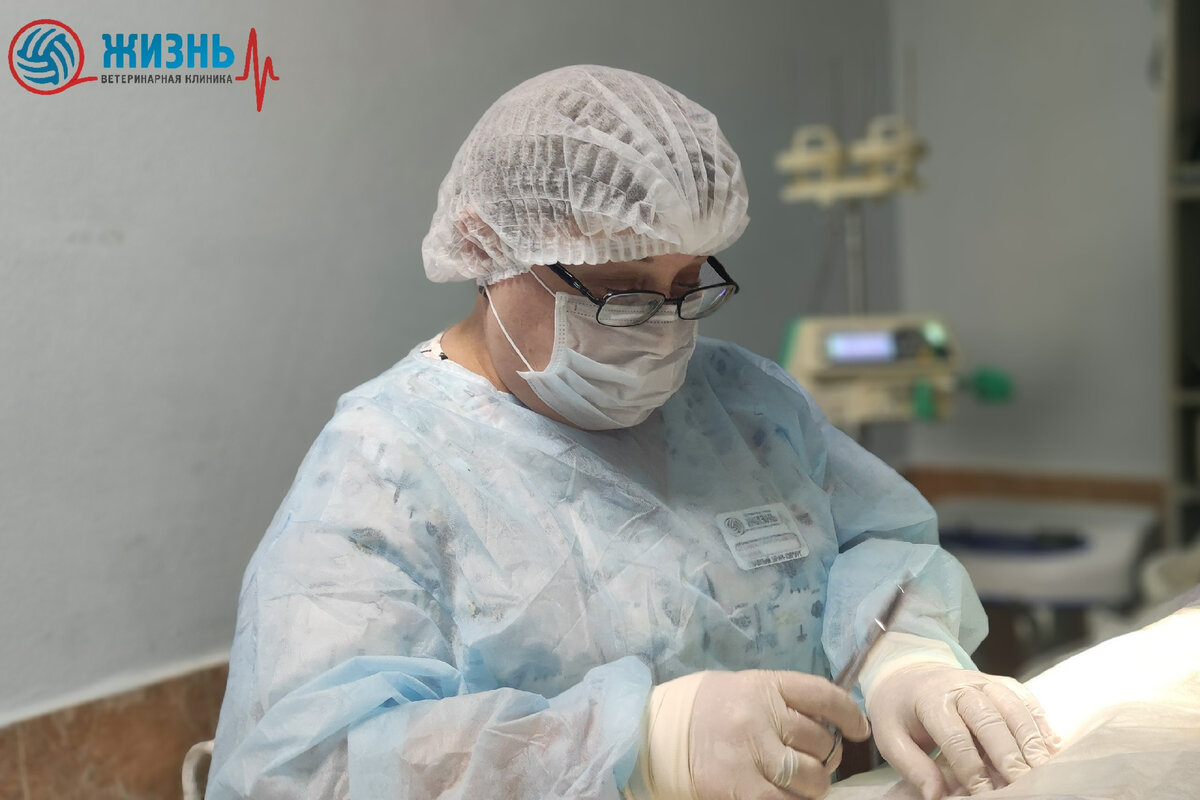 В ветеринарной клинике в Калуге "Жизнь" проводят терапевтическое и хирургическое лечение неврологических заболеваний.