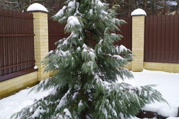 Хвойные деревья хорошо преносят зимние холода, но снег может им навредить