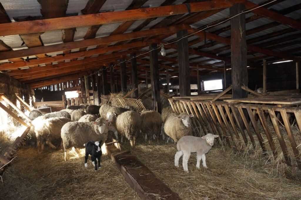 Как правильно самому построить овчарню для овец | Фермер знает |