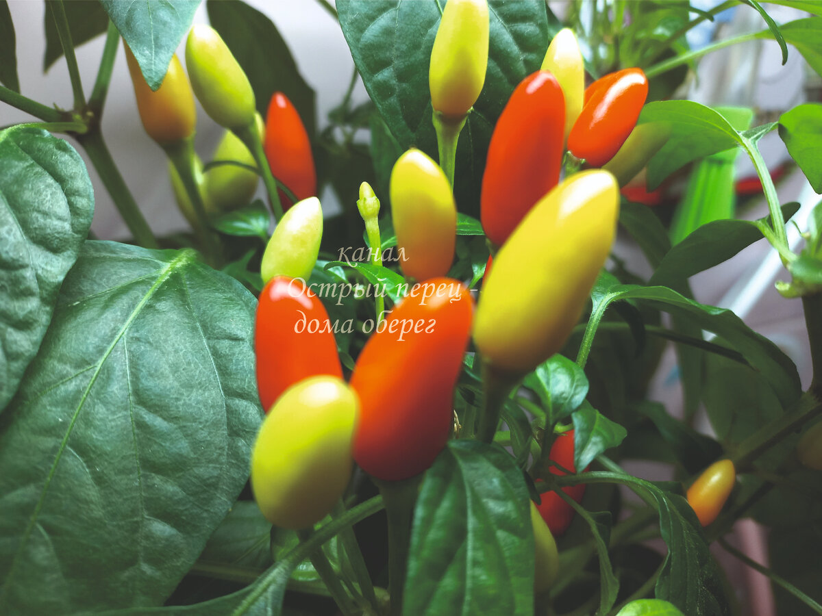 Острый перец Маленький эльф