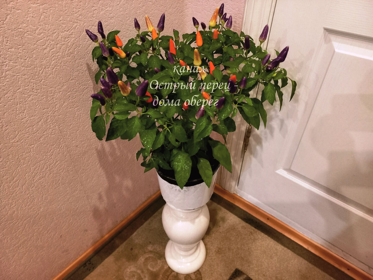 Грузинский томатный соус сацебели. Смертельные дозы лекарств для ребёнка. Перец при диабете 2. Продукты для диабетиков. Перец при диабете 2.