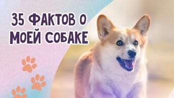 35 ФАКТОВ О МОЕЙ СОБАКЕ | Вельш корги пемброк Варди