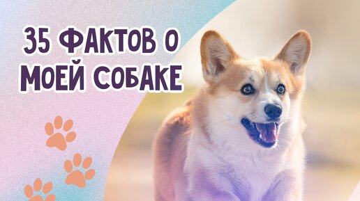 35 ФАКТОВ О МОЕЙ СОБАКЕ | Вельш корги пемброк Варди