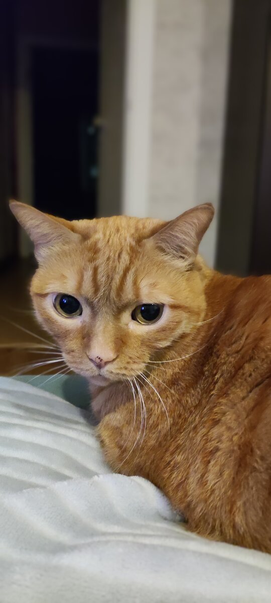 Мой кот Кеша😌. Личное фото 😁