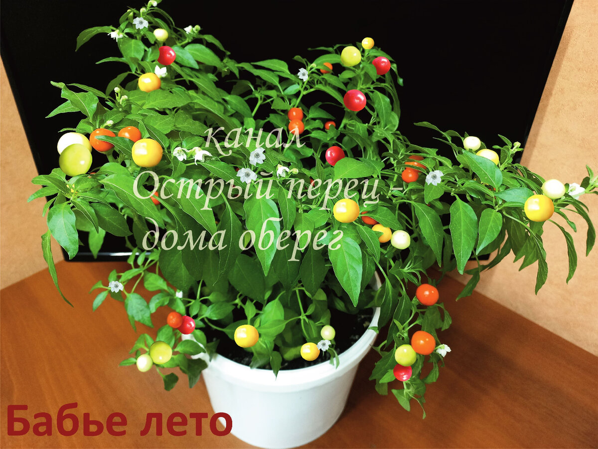 Острый перец "Бабье лето"