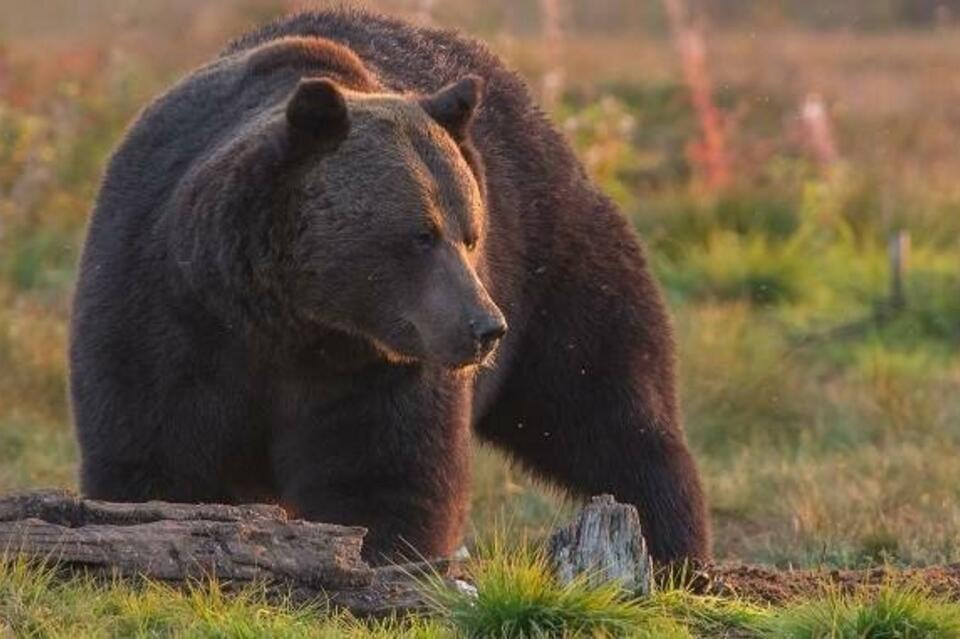 Медведь кидал. Медведь фото животного. Дикие животные в Чите. Наш медведь. Дикий медведь.