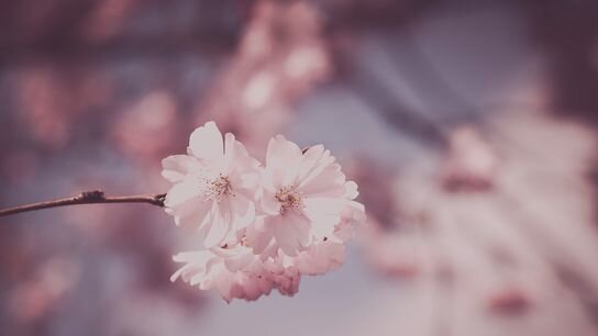 стала обдумывать дальнейшую свою жизнь