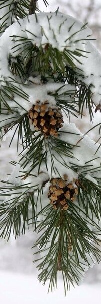 Зимушка зима....❄️