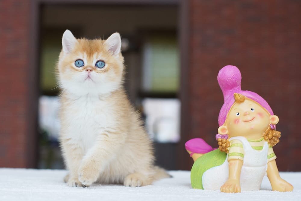 Котенок золотая шиншилла из питомника Максельпоинт