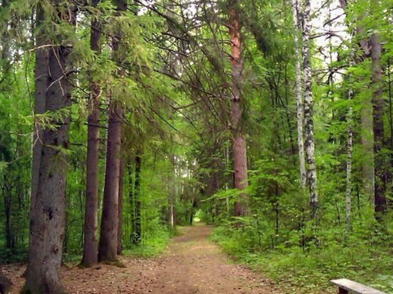 В лесу какие деревья вырастут