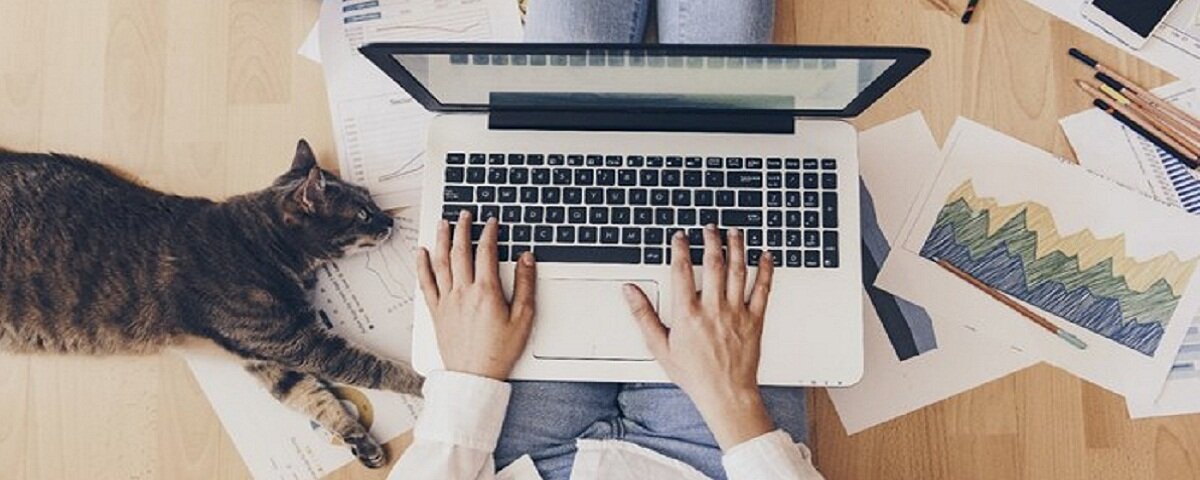 Blog management. Удаленная работа. На удаленке. Работник на удаленке картинки. Кот работает в офисе