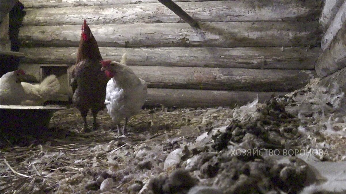 помёт под насестом в курятнике
