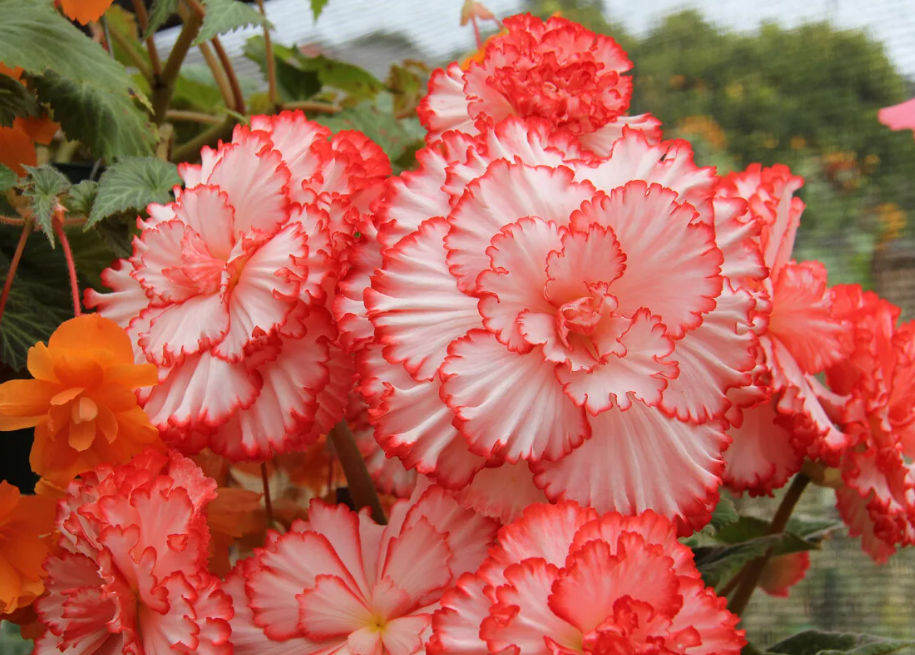 Клубневая бегония 