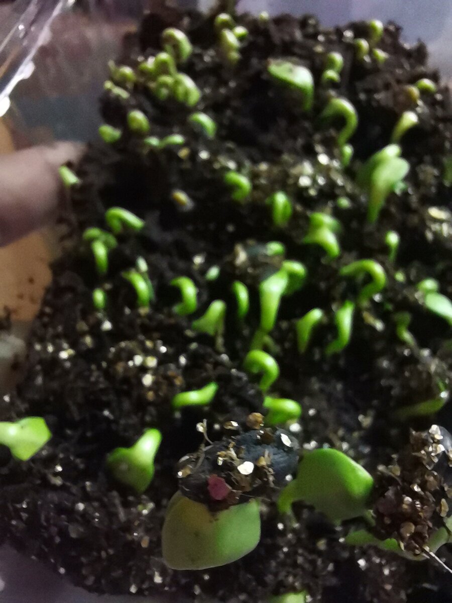 Микрозелень подсолнечника