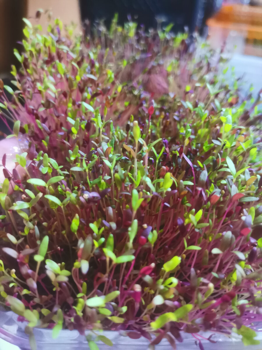 Микрозелень амаранта 