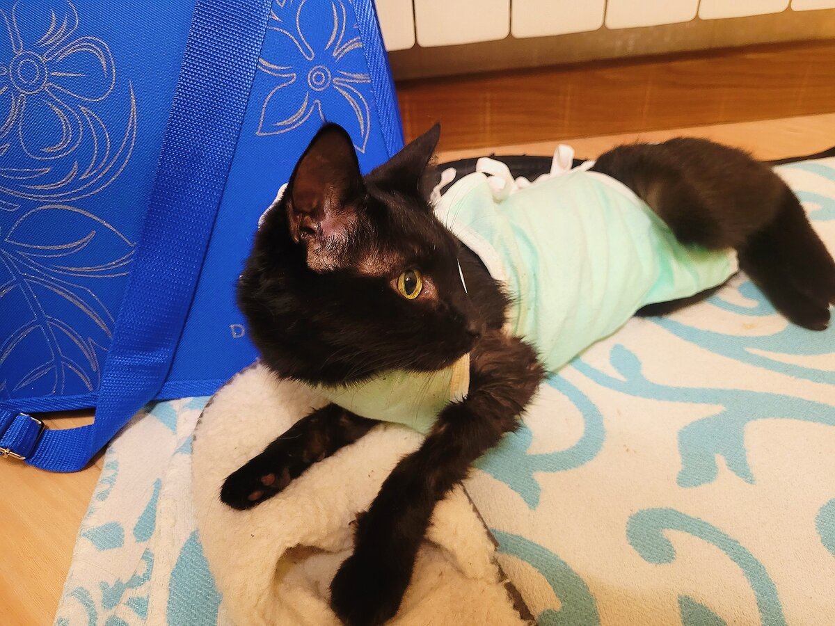 Муся уже дома.