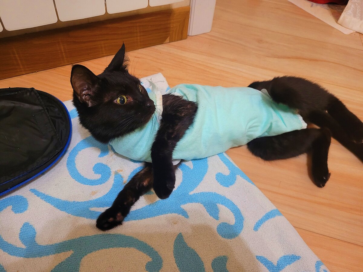 Как Ванька встанька. 🙂🐱