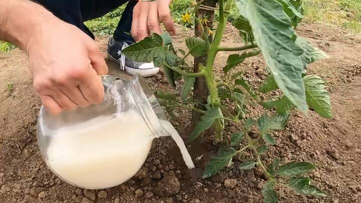 Лук можно поливать дрожжами