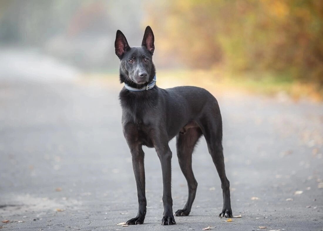 Я красавец - хоть куда!