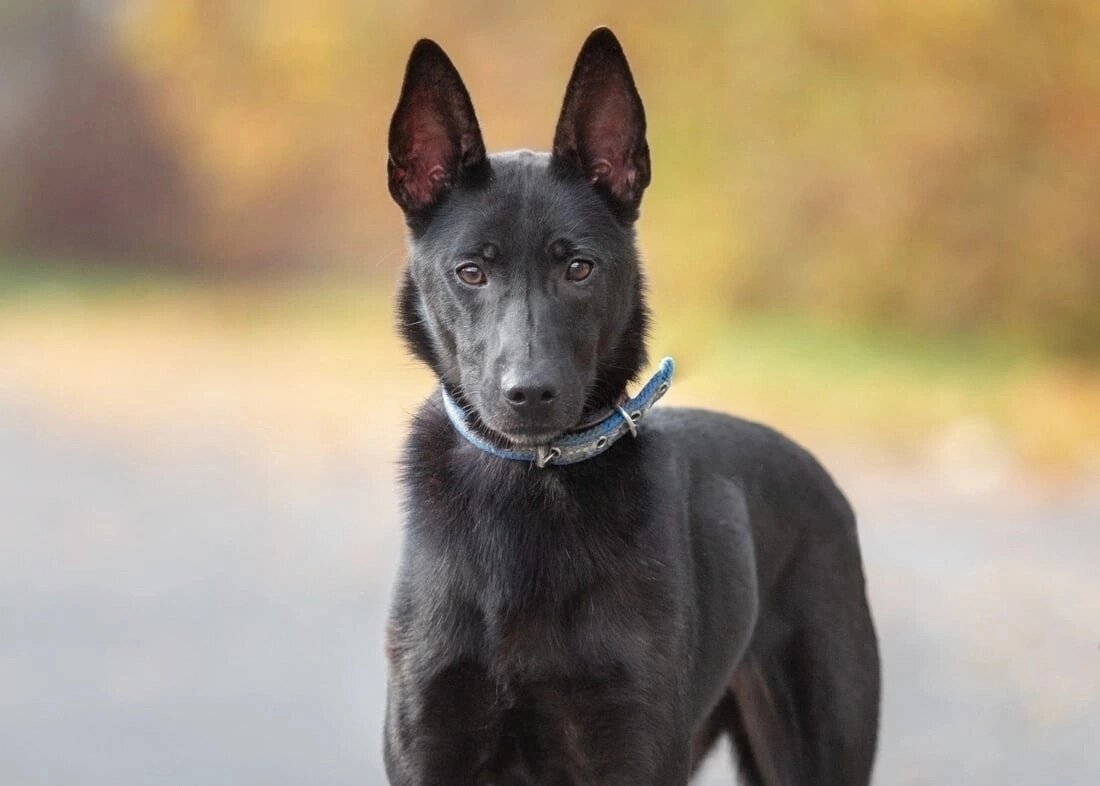 Я буду твоим лучшим другом!