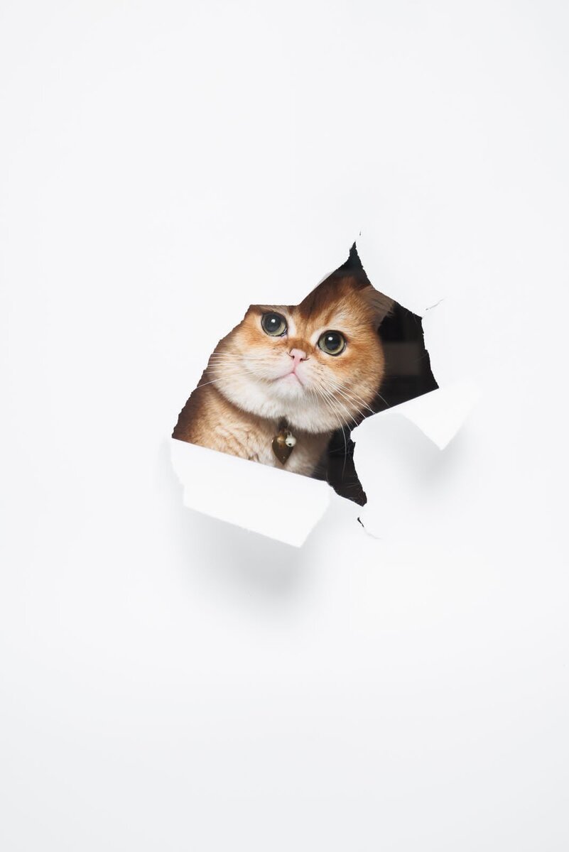 Наш внучек Лео. Питомник Максельпоинт.