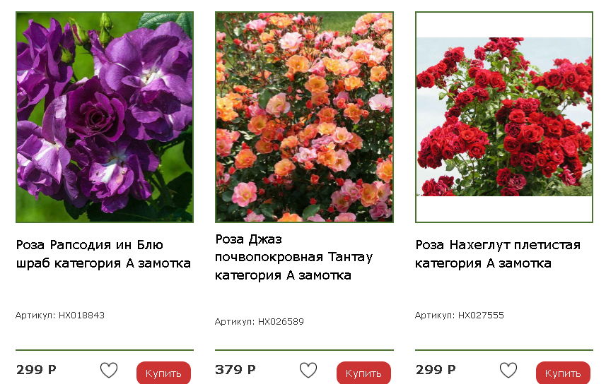 Как вырастить купленную розу. Как вырастить купленную розу