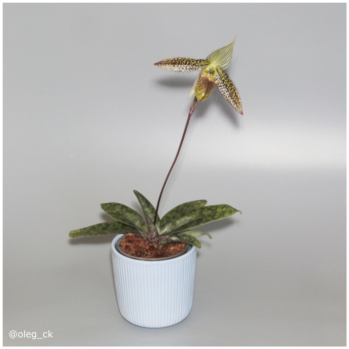 Paphiopedilum wardii из личной коллекции