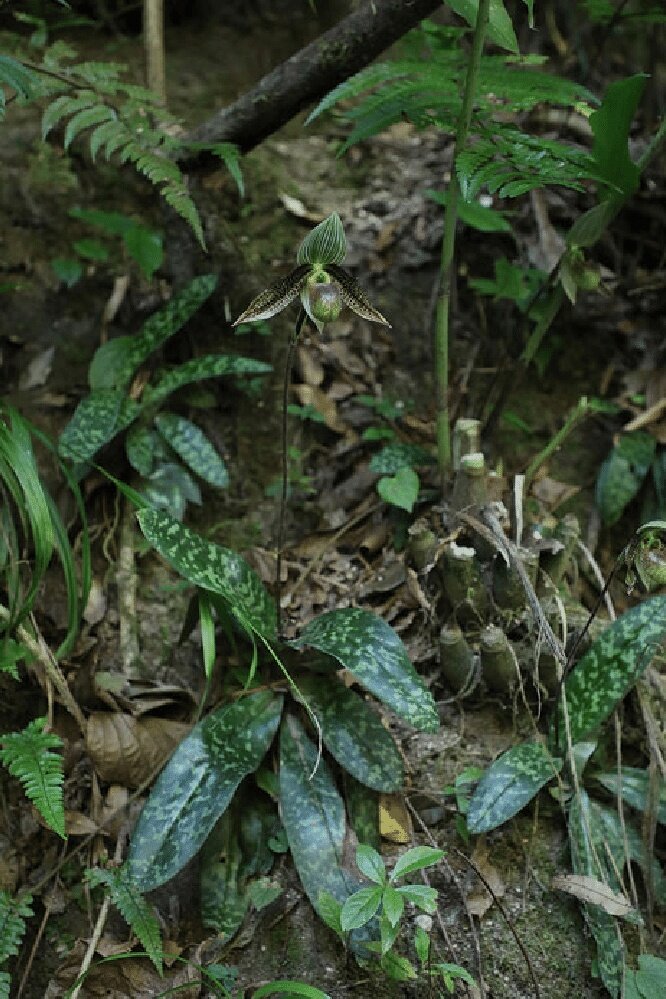 Paphiopedilum wardii в дикой природе. Провинция Юньнань, Китай. Фото © Runguo Zang