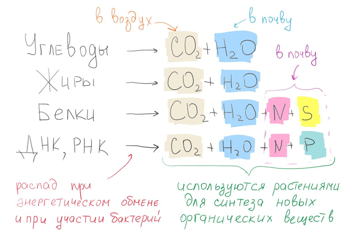 После полного распада органических веществ образуются углекислый газ (CO2), который выделяется в воздух, а также вода (Н2О), соединения азота (N), серы (S) и фосфора (P), которые попадают в почву. Все продукты распада будут в дальнейшем повторно использоваться растениями для образования новых органических веществ в процессе фотосинтеза и ассимиляции (пластического обмена).