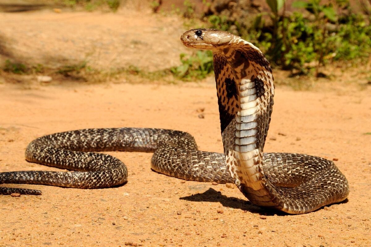 Королевская Кобра (Ophiophagus hannah)