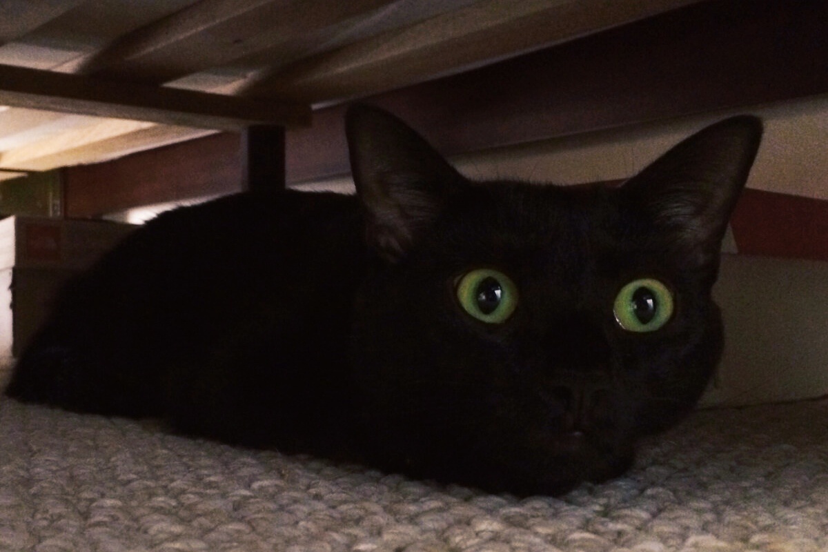 Кот под кроватью. Из открытых источников