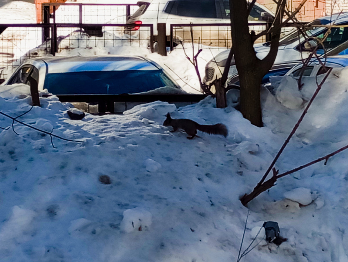 Фото зимней дорожки нет, поэтому пусть будет это